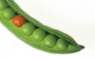 A striking close-up of a green pea pod with a standout red pea, symbolizing uniqueness.
