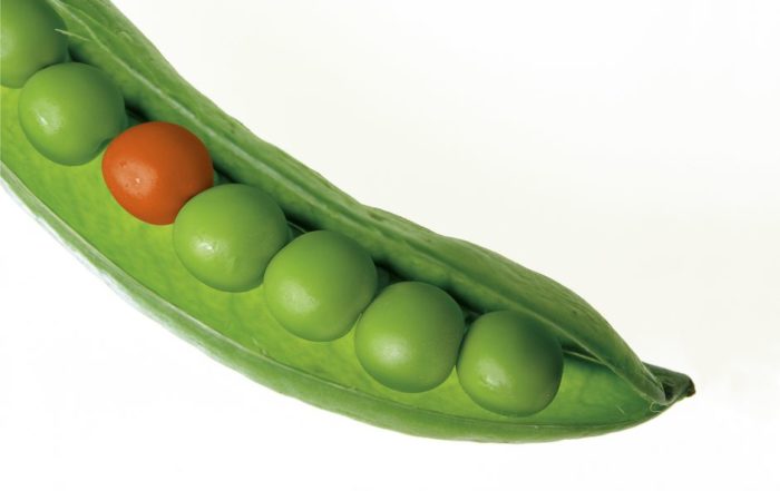 A striking close-up of a green pea pod with a standout red pea, symbolizing uniqueness.